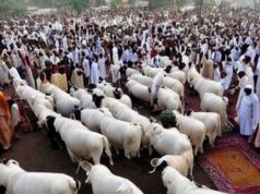 Animal Markets During Eid ul Azha