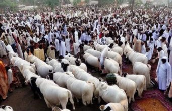 10 Biggest Animal Markets During Eid ul Azha in Pakistan Animal Markets During Eid ul Azha